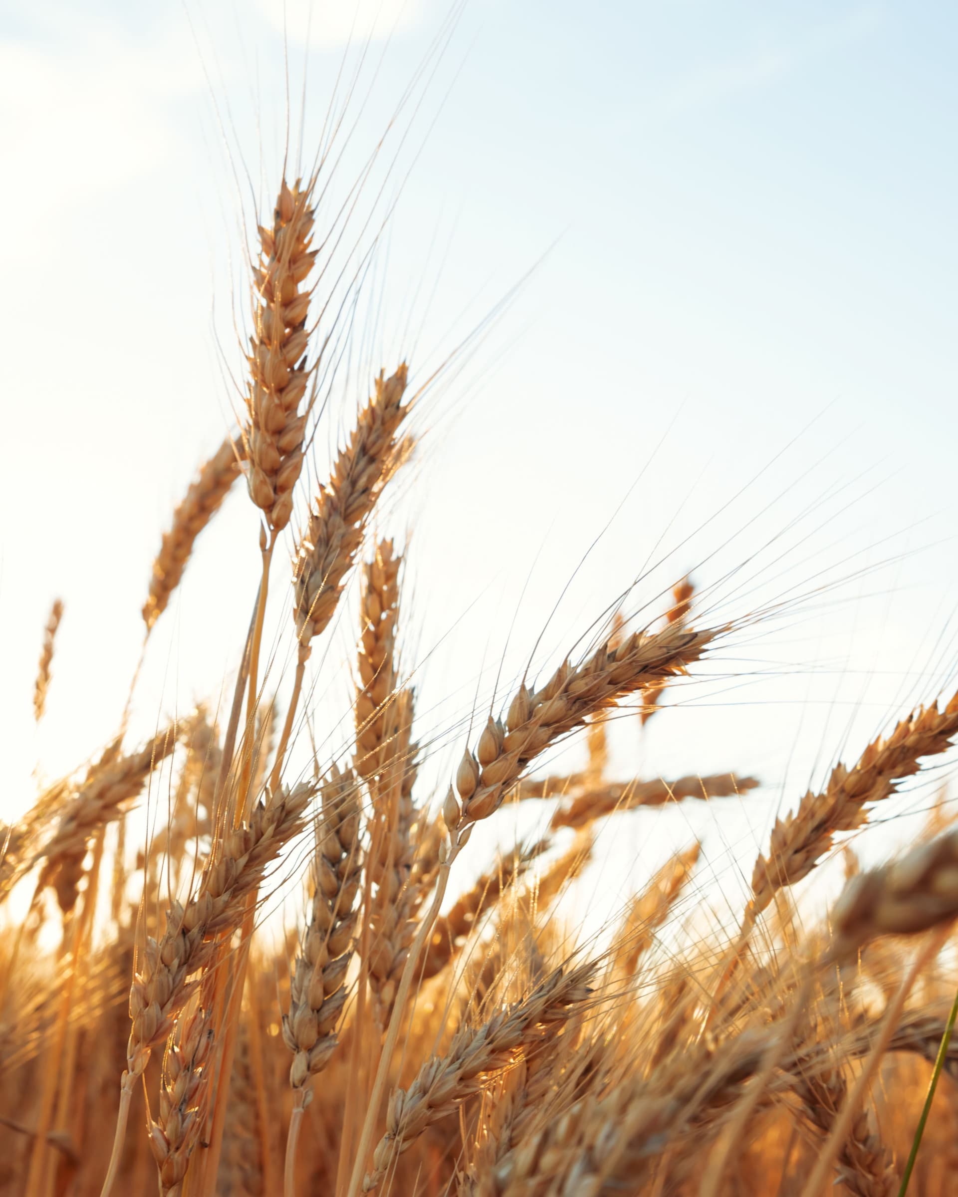Exploitation agricole EARL Lefran