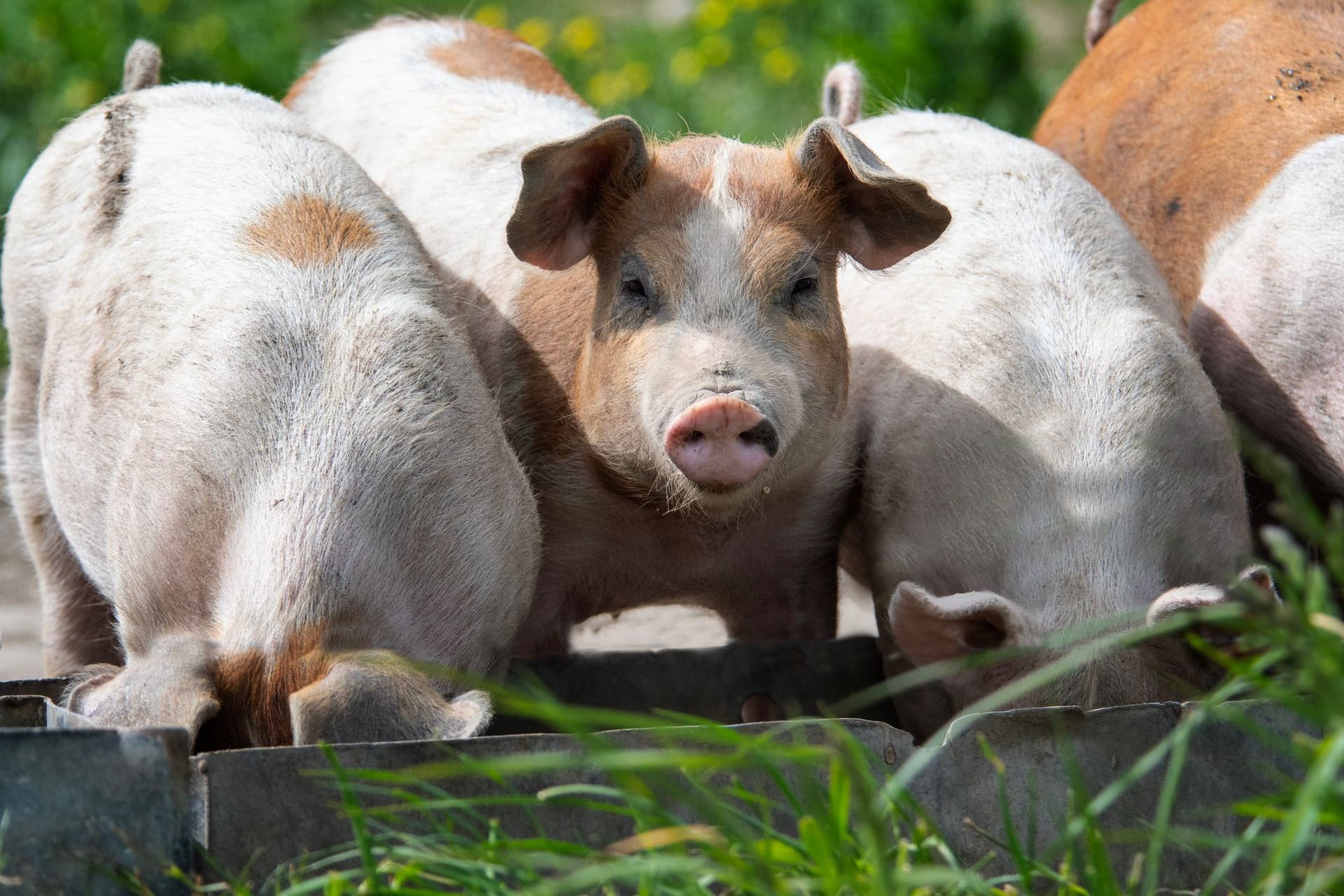 Éleveur porcins