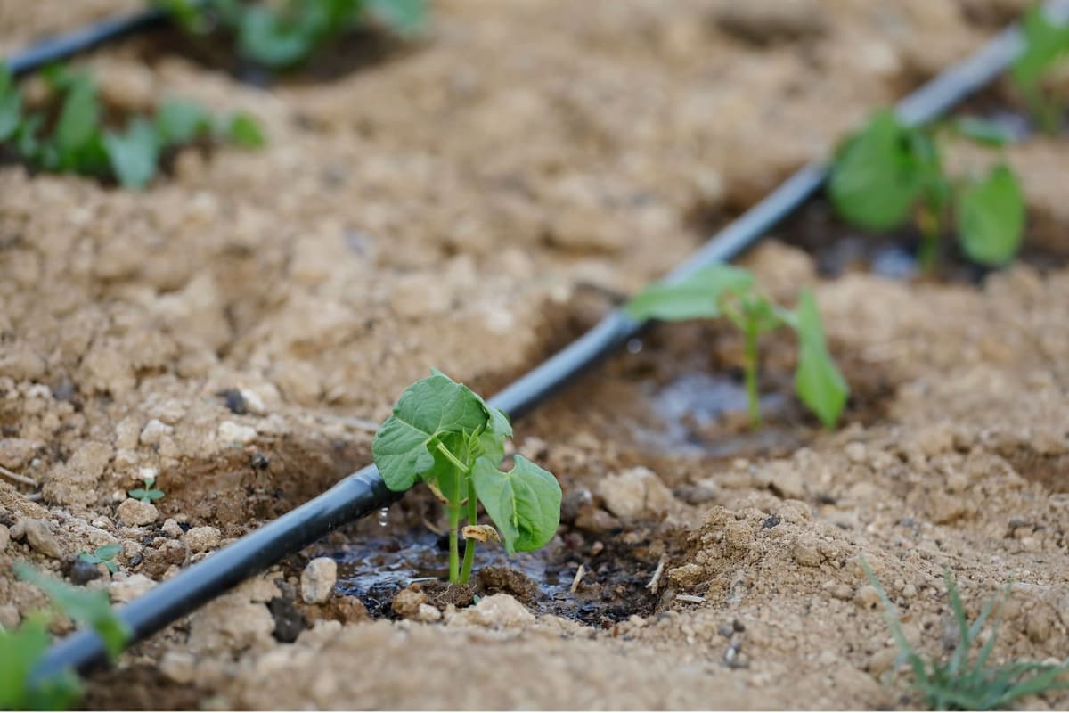 Irrigation bouchée par le fer : protéger son goutte-à-goutte